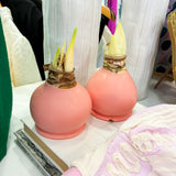 WAX AMARYLLIS BULBS || 2 COLORS