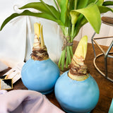 WAX AMARYLLIS BULBS || 2 COLORS