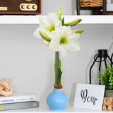 WAX AMARYLLIS BULBS || 2 COLORS