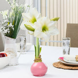 WAX AMARYLLIS BULBS || 2 COLORS