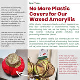 WAX AMARYLLIS BULBS || 2 COLORS