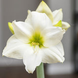 WAX AMARYLLIS BULBS || 2 COLORS